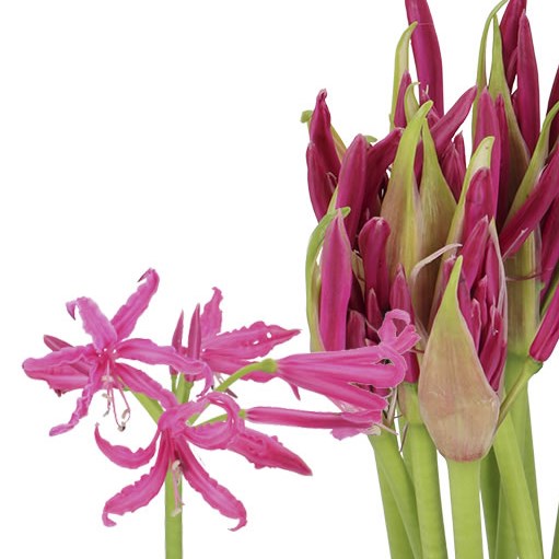 NERINE MISTER NICK