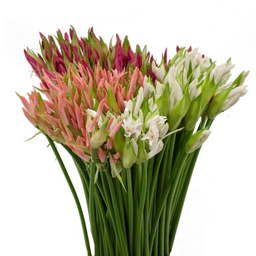 NERINE MIX