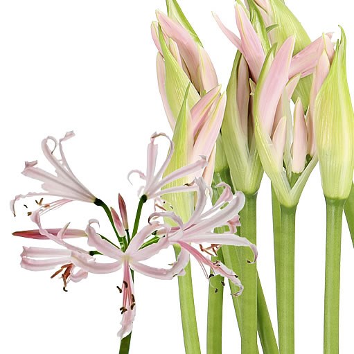NERINE SOFIE