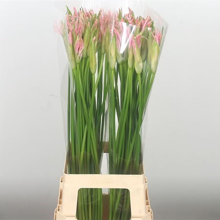 NERINE STEFANIE