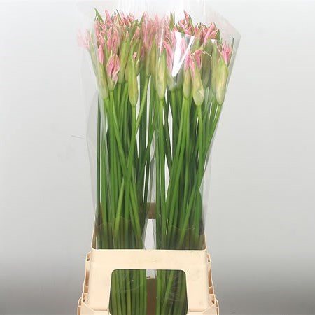 NERINE STEFANIE