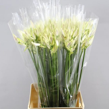 NERINE WHITE CHARM