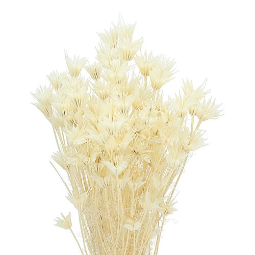 NIGELLA BLEACHED & DRIED 60cm Wholesale Dried Flowers UK Preserved