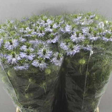 NIGELLA DAMASCENA CLOUD LAVENDER