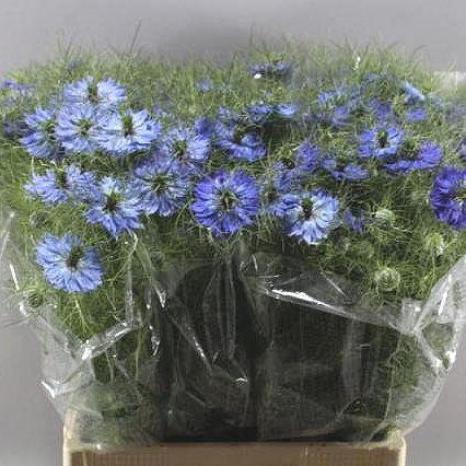 NIGELLA DAMASCENA DEEP SEA BLUE