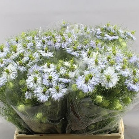 NIGELLA DAMASCENA LAVENDER