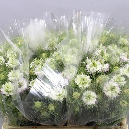NIGELLA DAMASCENA LIGHT PINK