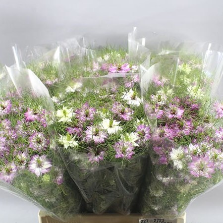 NIGELLA DAMASCENA LIGHT PINK