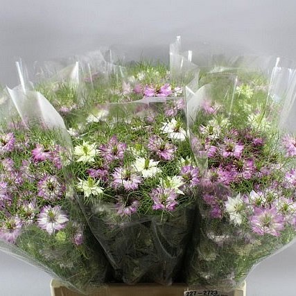 NIGELLA DAMASCENA LIGHT PINK