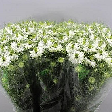 NIGELLA DAMASCENA MYSTERY WHITE