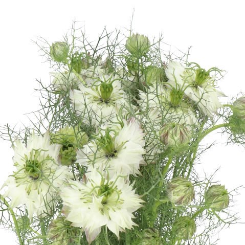 NIGELLA DAMASCENA MYSTERY WHITE