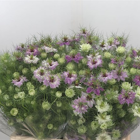 NIGELLA DAMASCENA PINK