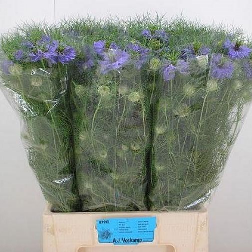 NIGELLA DAMASCENA PURPLE RAIN