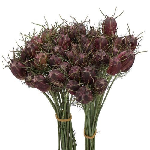 NIGELLA DAMASCENA RED BOL