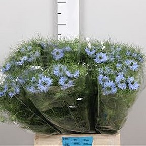 NIGELLA DAMASCENA SKY BLUE