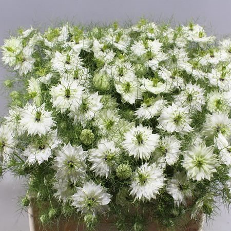 NIGELLA DAMASCENA WHITE