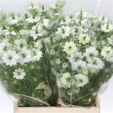 NIGELLA DAMASCENA WHITE