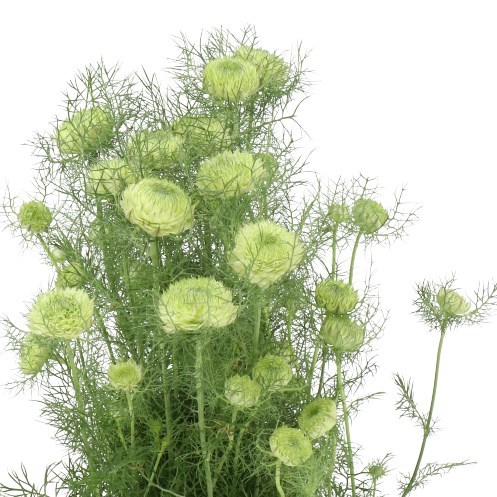 NIGELLA DOUBLE DEUCE