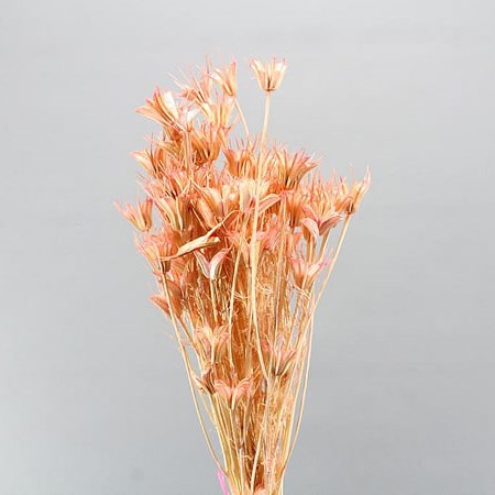 NIGELLA DYED ORIENTAL PINK & PRESERVED