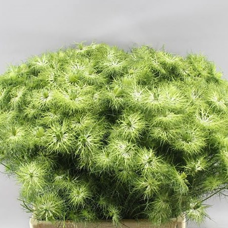 NIGELLA GREEN MAGIC