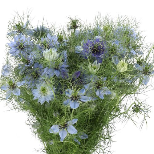 NIGELLA MISS JEKYLL OXFORDBLUE