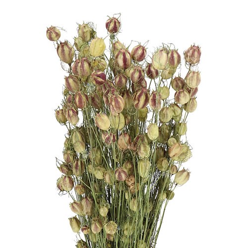 NIGELLA NATURAL (DRIED) 60cm Wholesale Dried Flowers UK Preserved
