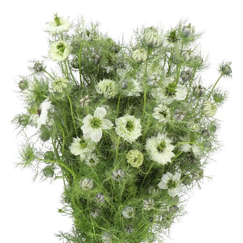 NIGELLA WHITE