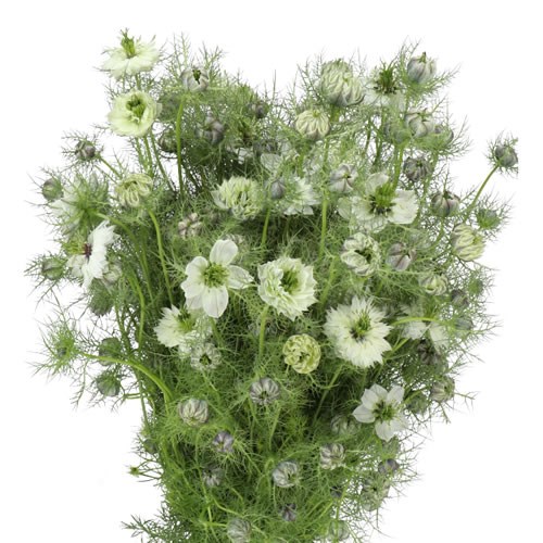 NIGELLA WHITE