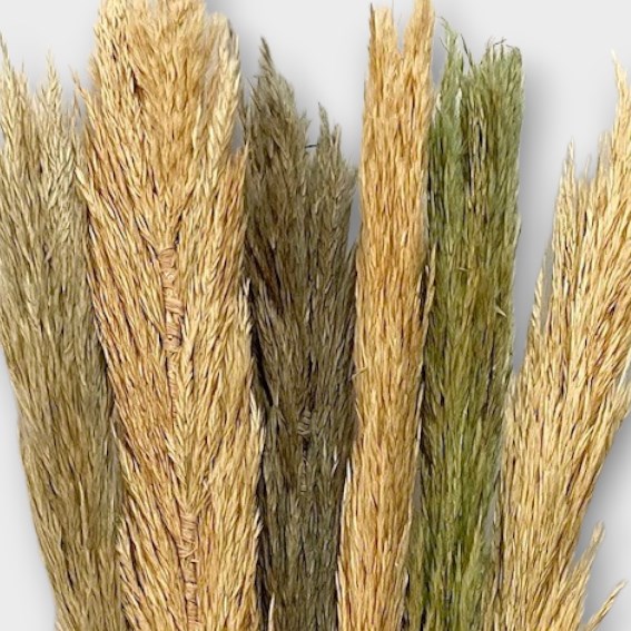 Nanal Grass Assortment (x6)