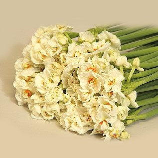 Narcissus - Abba