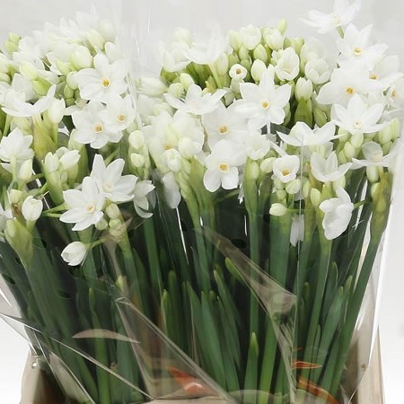 Narcissus Tazetta Ziva