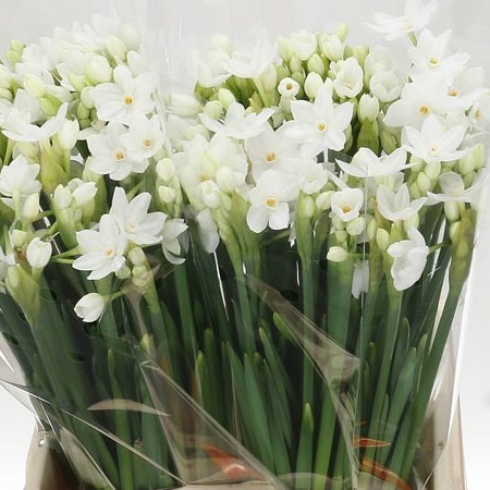Narcissus - Tazetta Ziva (Paperwhites)