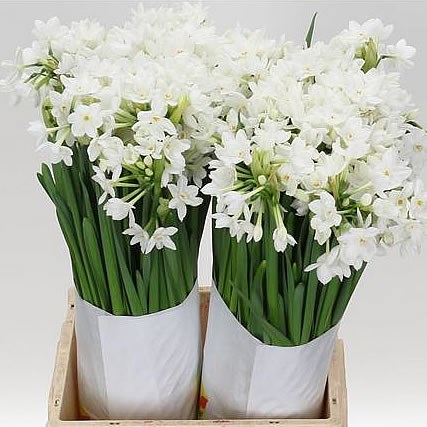 Narcissus - Tazetta Ziva