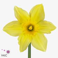 Narcissus - Carlton