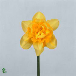 Narcissus Double - Dick Wilden