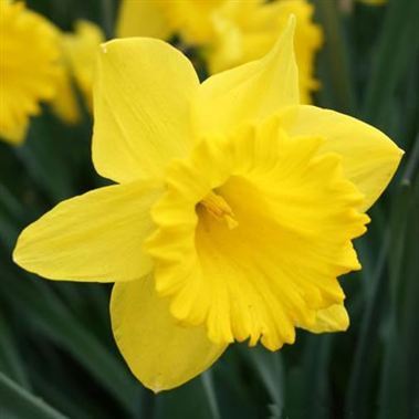 Narcissus - Dutch Master