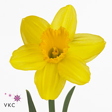 Narcissus - Gigantic Star