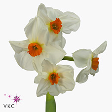 Narcissus - Tazetta Cragford