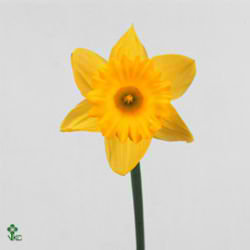Narcissus - Trumpet Dutch Master