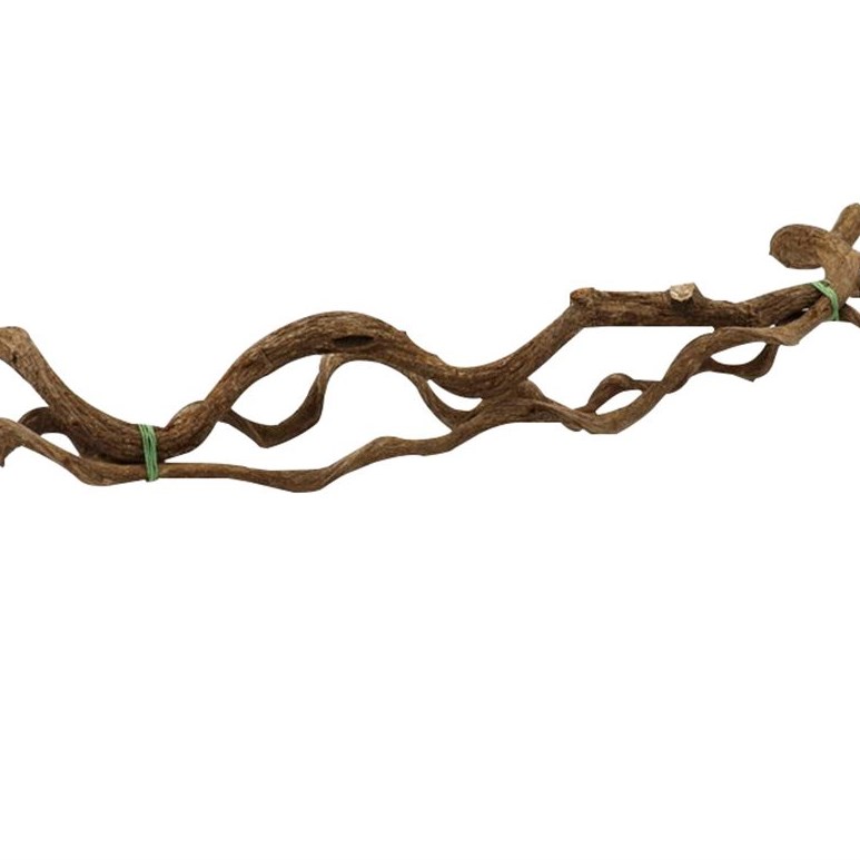 Curly Vine