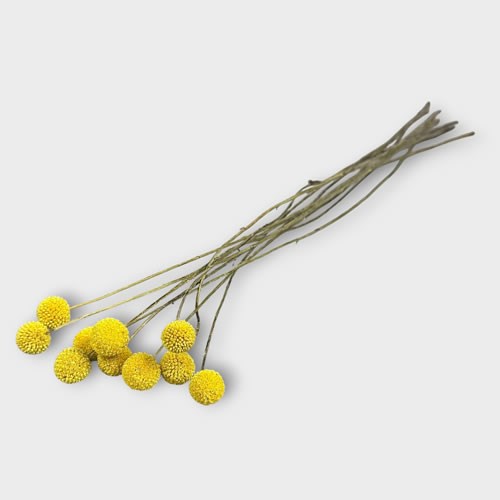 Craspedia Natural - Dried 