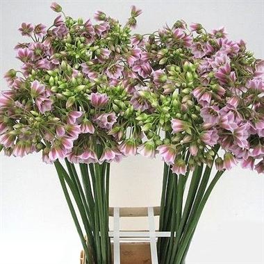 Nectaroscordum Siculum