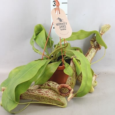 Nepenthes (Monkey Cups)