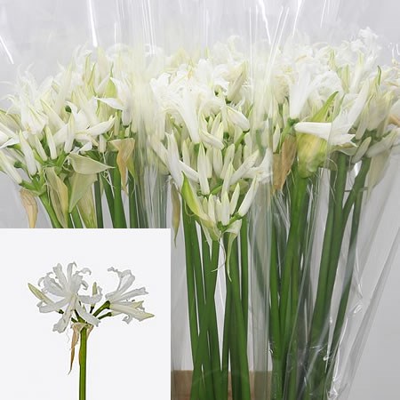 Nerine Adele