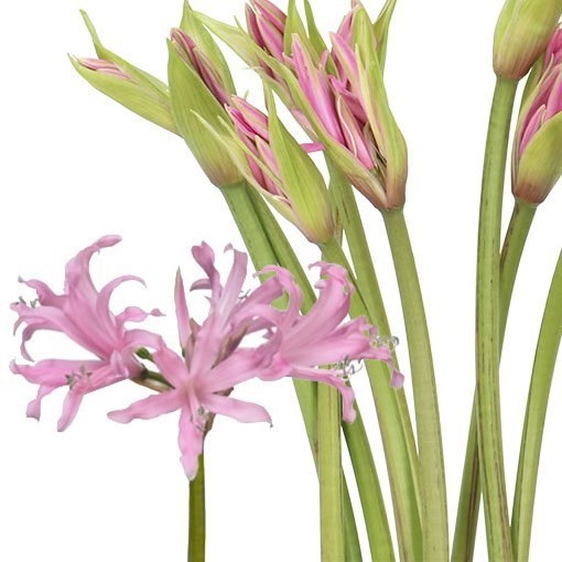 Nerine Belladiva Aphrodite