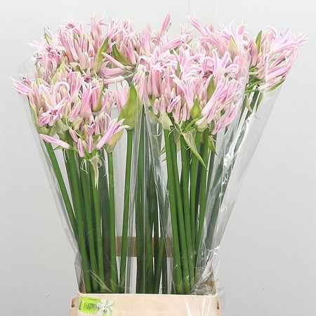 Nerine Berenice