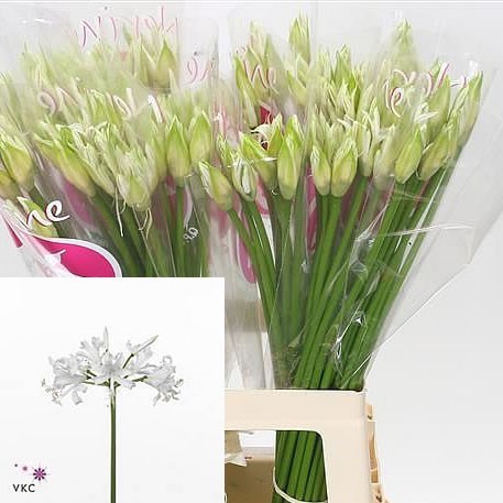 Nerine Bianca Perla