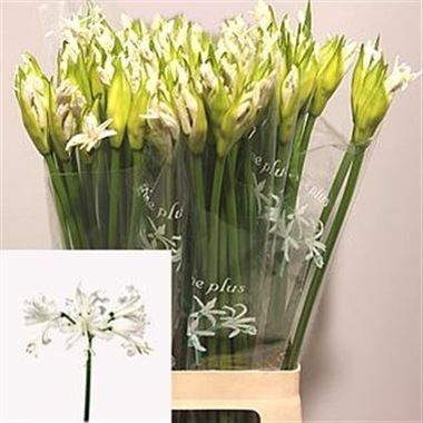 Nerine Biancaneve