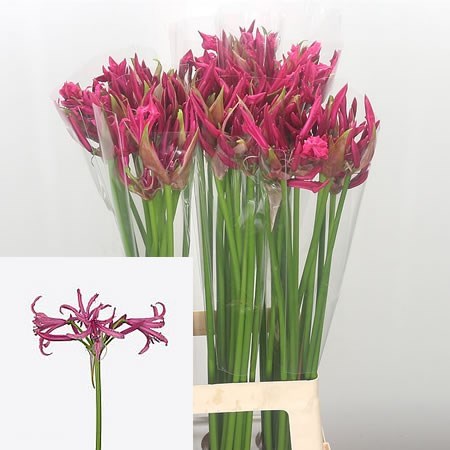 Nerine Big Ben