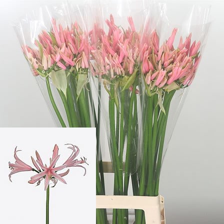 Nerine Elegance Cassandra